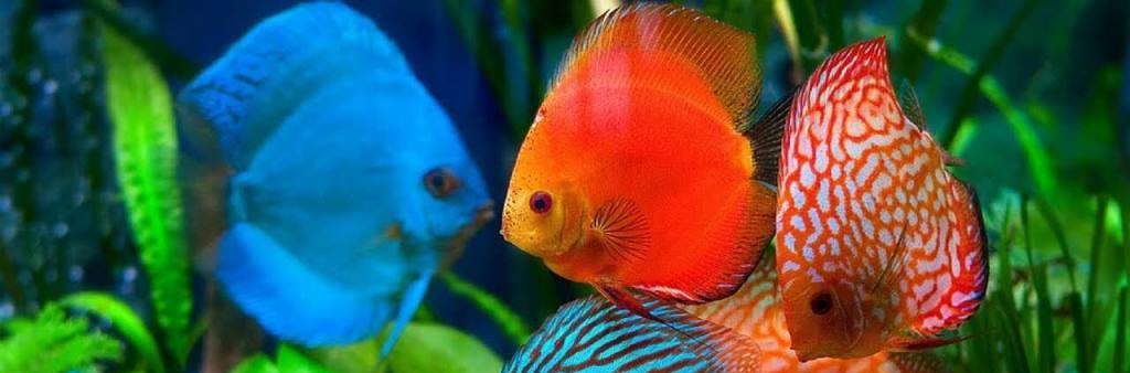 discus-foto-123